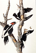 Ivory-Billed Woodpeckers