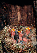 Tufted titmouse hatchlings