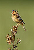 Grasshopper sparrow
