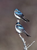 Tree swallow pair