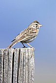 Vesper Sparrow