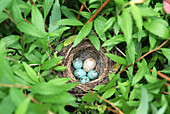 Sparrow nest with a cowbird egg