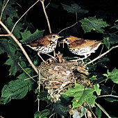 Wood Thrushes feeding young
