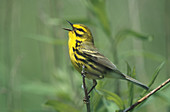 Prairie Warbler