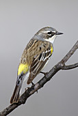 Yellow-rumped Warbler