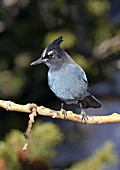 Stellars Jay