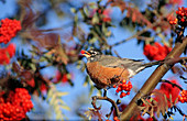 Robin eating berries