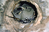 House Wren young at nest hole