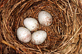 White-breasted Nuthatch Eggs