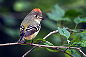 Male Ruby-Crowned Kinglet