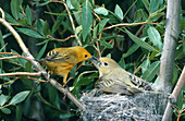 Yellow Warbler