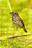 Hermit Thrush