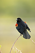 Redwinged Blackbird