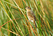 Nelson's Sharp-tailed Sparrow