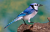 Blue Jay