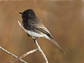 Black Phoebe