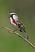 Chestnut-Sided Warbler