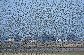 Flock of Red Winged Blackbirds
