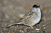 Golden-Crowned sparrow