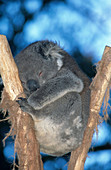 Koala Sleeping