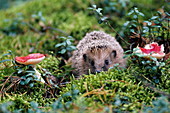 Common hedgehog