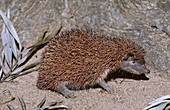 Lesser Hedgehog-tenrec