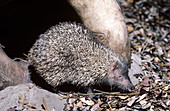 Greater hedgehog-tenrec