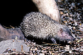 Greater Hedgehog-Tenrec