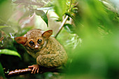 Western tarsier