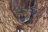 Northern Sportive lemur