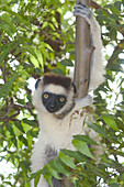 Verreauxs Sifaka