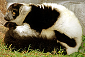 Black and White Ruffed Lemur