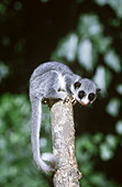 Dwarf Lemur (Cheirogaleus sp.)