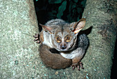 Greater Bushbaby