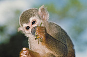 Squirrel monkey biting Katydid