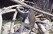 Spot-nosed Guenon