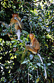 Proboscis monkeys,male and female