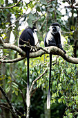 Black and White Colobus Monkey