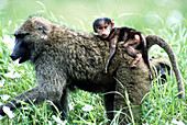 Savanna Baboon mother and young