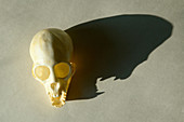 Skull with menacing shadow