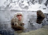 Macaques in a Hot Spring