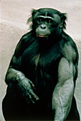 Pygmy chimpanzee