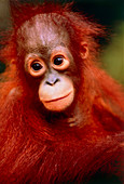 Bornean orang-utan