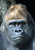 Lowland gorilla