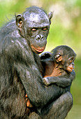 Bonobo (Pan paniscus) mother and infant