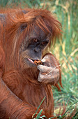 Orangutan (Pongo pygmaeus) eating