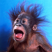 Orangutan (Pongo pygmaeus) baby