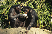 Bonobos Enjoy a Melon