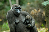 Western Lowland Gorilla mother with young