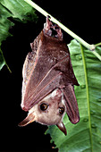 Northern Blossom Bat